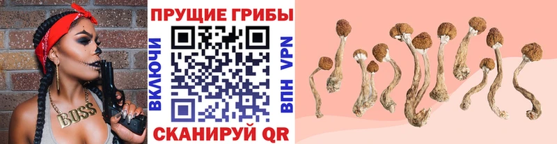 Купить  Каменск-Шахтинский  Галлюциногенные грибы мухоморы 
